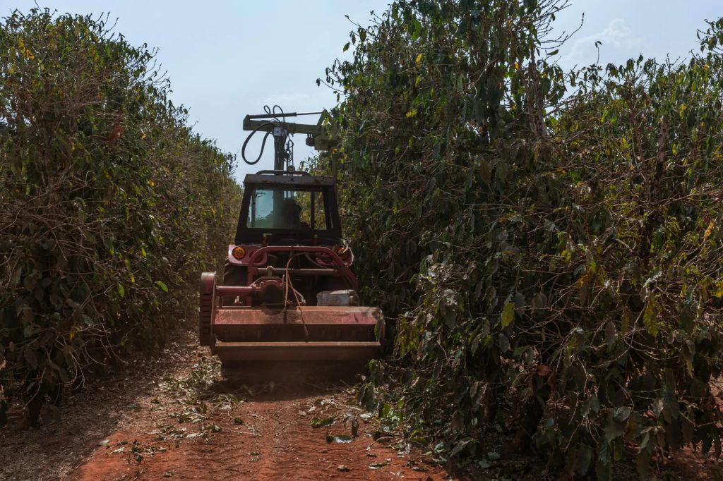 Two Brazilian coffee exporters apply for bankruptcy protection