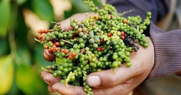 The Association of Pepper and Spice Plants ‘Call for help’